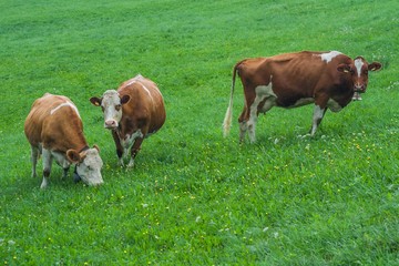 Beautiful swiss cows. Alpine meadows. Mountains.