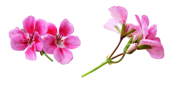 Set of pink geranium flowers