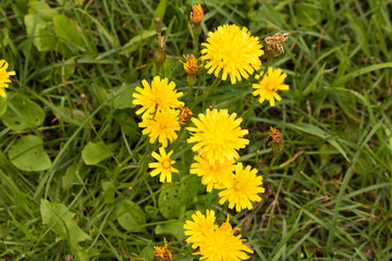 Bright yellow flowers on the green lawn. Selective focus.