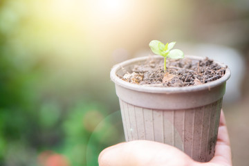 Green sprout growing with morning sunlight. Ecology and Environment concept.