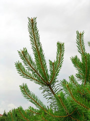 Pine branches close-up. Close up. Selective focus.