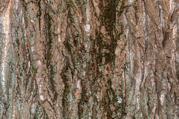 Closeup Tree Bark Texture Background