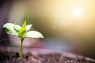 Green sprout growing with morning sunlight. Ecology and Environment concept.