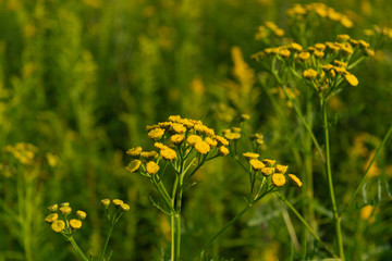 Obraz premium Tanacetum vulgare also known as tansy, common tansy