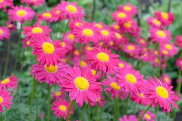 Beautiful Red Argyranthemum, Marguerite, Marguerite daisy or Dill daisy