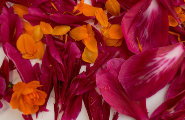 Beautiful red peony petals background or texture top view