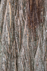 Obraz premium Closeup Tree Bark Texture Background