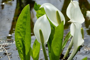 《刺巻のミズバショウ》秋田県仙北市