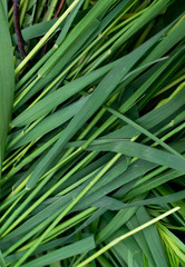 Fototapeta premium Long green grass striped background, natural leaves plant pattern or texture