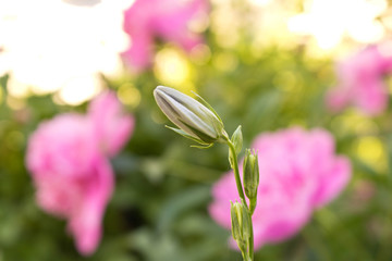 Unblown Bud of a bell. Closed Bud of a bell on the back patio.