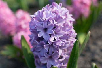 Blue hyacinth flower, hyacinthus or hyacinths flower