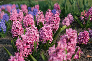 Blue hyacinth flower, hyacinthus or hyacinths flower