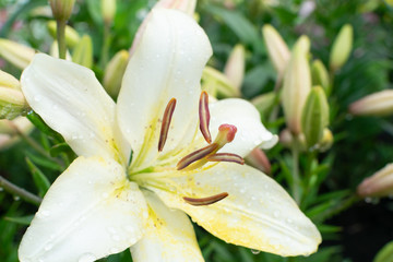 Fototapeta premium Macro shot of beautiful white lily flowers or lilly blossoms