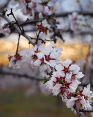 Primavera
