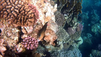 Ägypten. Rotes Meer.