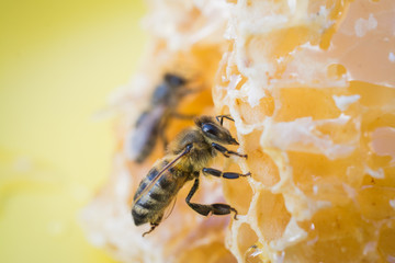 slices of fresh honey with bee
