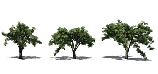 Set of American Elm trees in the summer with shadow on the floor - isolated on white background