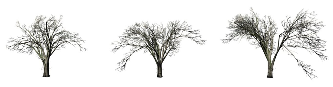 Set of American Elm trees in the winter - isolated on white background