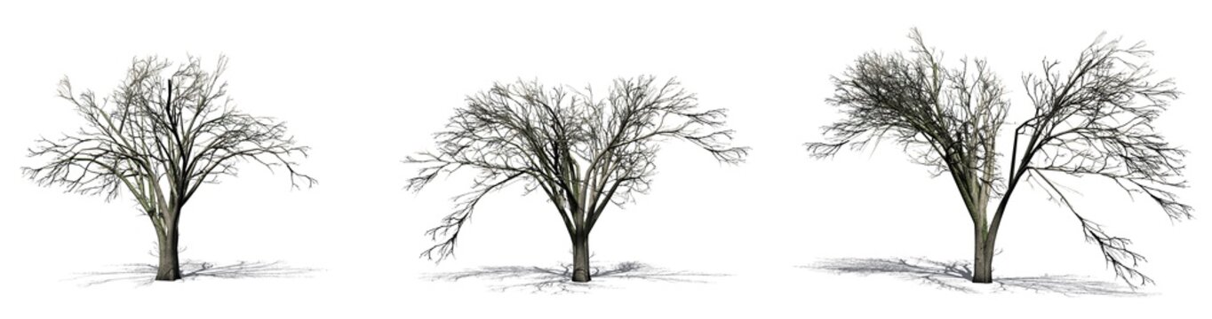 Set of American Elm trees in the winter with shadow on the floor - isolated on white background