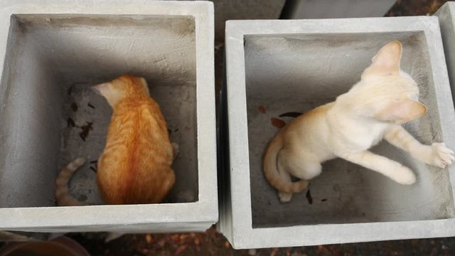 The Two Kittens Playing The Tail on Each Other Cement Boxes