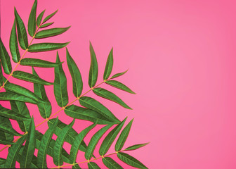 Fototapeta na wymiar green branches of the plant on a pink background