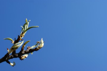 Pink blossoms on the branch with blue sky during spring blooming