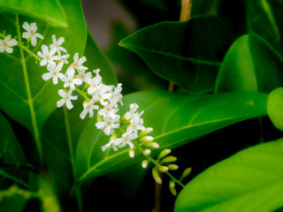 Bouquet of Fiddle Wood  Flowers Hanging