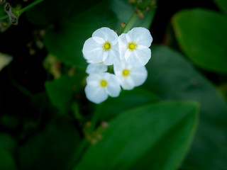Obraz na płótnie Canvas White Reed Amazon Flowers Blooming