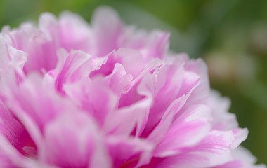 Close-up view of sweet pink flower