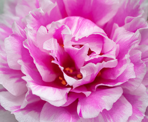 Close-up view of sweet pink flower