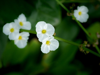 Obraz na płótnie Canvas White Reed Amazon Flowers Blooming