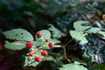 Pilze und Farne in Bayrischen Wäldern