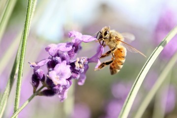 蜜蜂