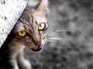 Hungry Stray Cat Shouting for Food