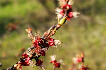 Pink blossoms on the branch with blue sky during spring blooming