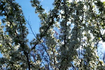 Pink cherry blossoms blooming in bright springtime sun