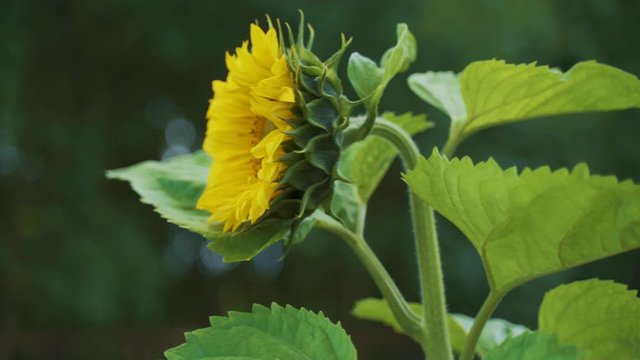 Sunflower (Helianthus annuus) sways in the wind. Pollination by a bee. Close-up side view. Handheld shooting. 4K video