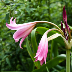 pink lily