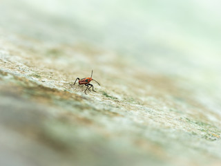 Red Bug Walking on The Old Wall