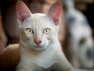 White Yellow Kitten STaring on The Camera