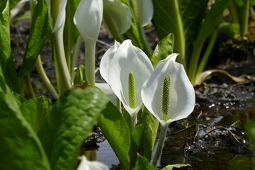 《刺巻のミズバショウ》秋田県仙北市