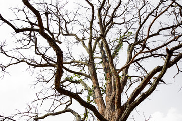 Dead tree