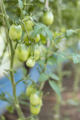 Ripening greenhouse harvest in the country