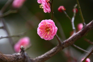 紅梅