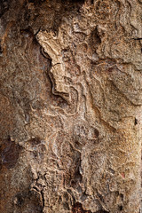 tree bark