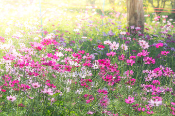 Soft, selective focus of Cosmos, blurry flower for background, colorful plants