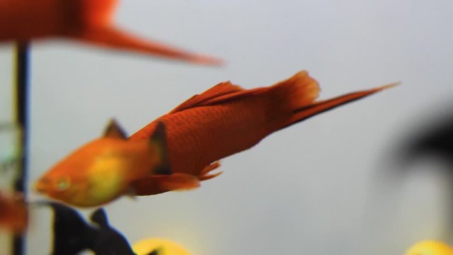Swordtail fish in aquarium close-up