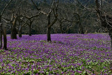 《八津のカタクリ》秋田県仙北市