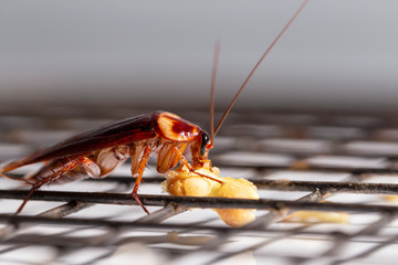 Close up red cockroaches