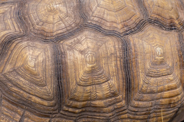  Tortoise shell